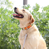 Personalized Dog Collar Leash Set Nylon Leather - Shopsunshineblossoms